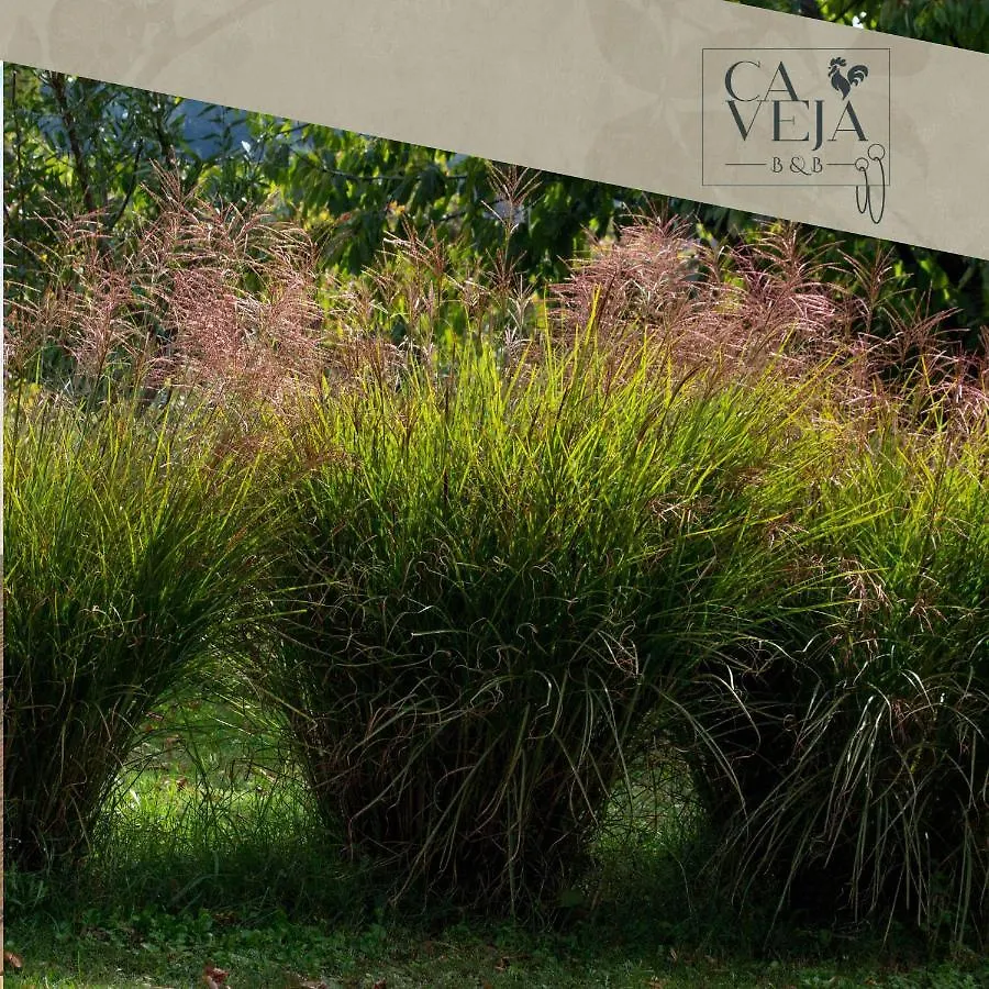 Ca Veja B&B Forli Bed & Breakfast