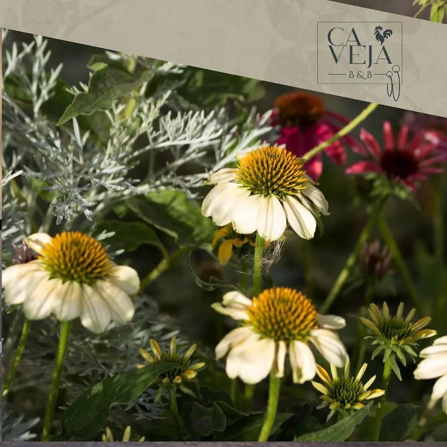 Ca Veja B&B Forli